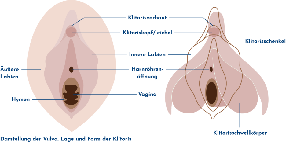 zwei Illustrationen nebeneinander: Darstellung der Vulva, Lage und Form der Klitoris, jeweils Beschriftung der einzelnen Strukturen