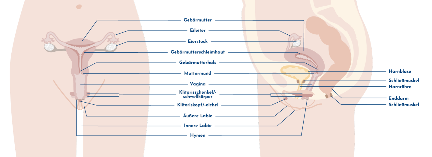 Illustration der äußeren und inneren weiblichen Geschlechtsorgane in Frontal- und Seitenansicht mit Beschriftung der einzelnen Strukturen