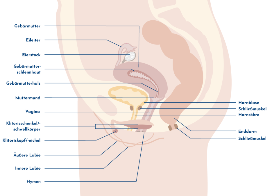 Illustration der weiblichen Geschlechtsorgane in Seitenansicht mit Bezeichnung der einzelnen Strukturen