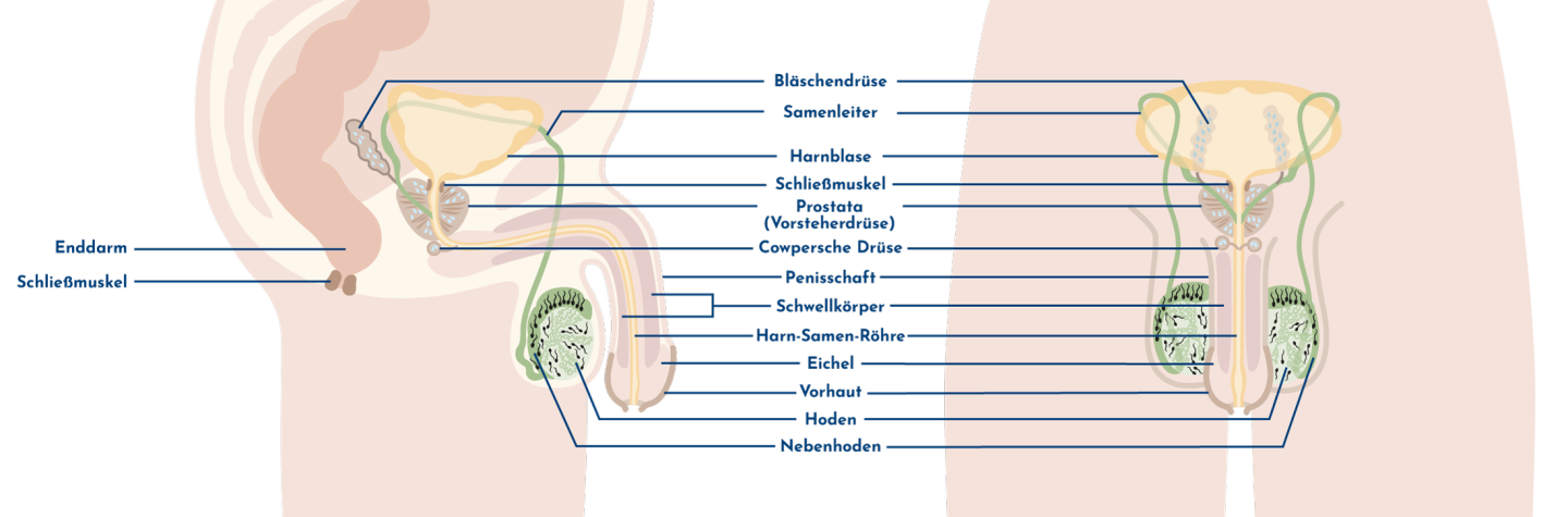 Illustration mit inneren und äußeren männlichen Geschlechtsorganen sowohl in Frontal- als auch in Seitenansicht mit Beschriftung der einzelnen Körperstrukturen