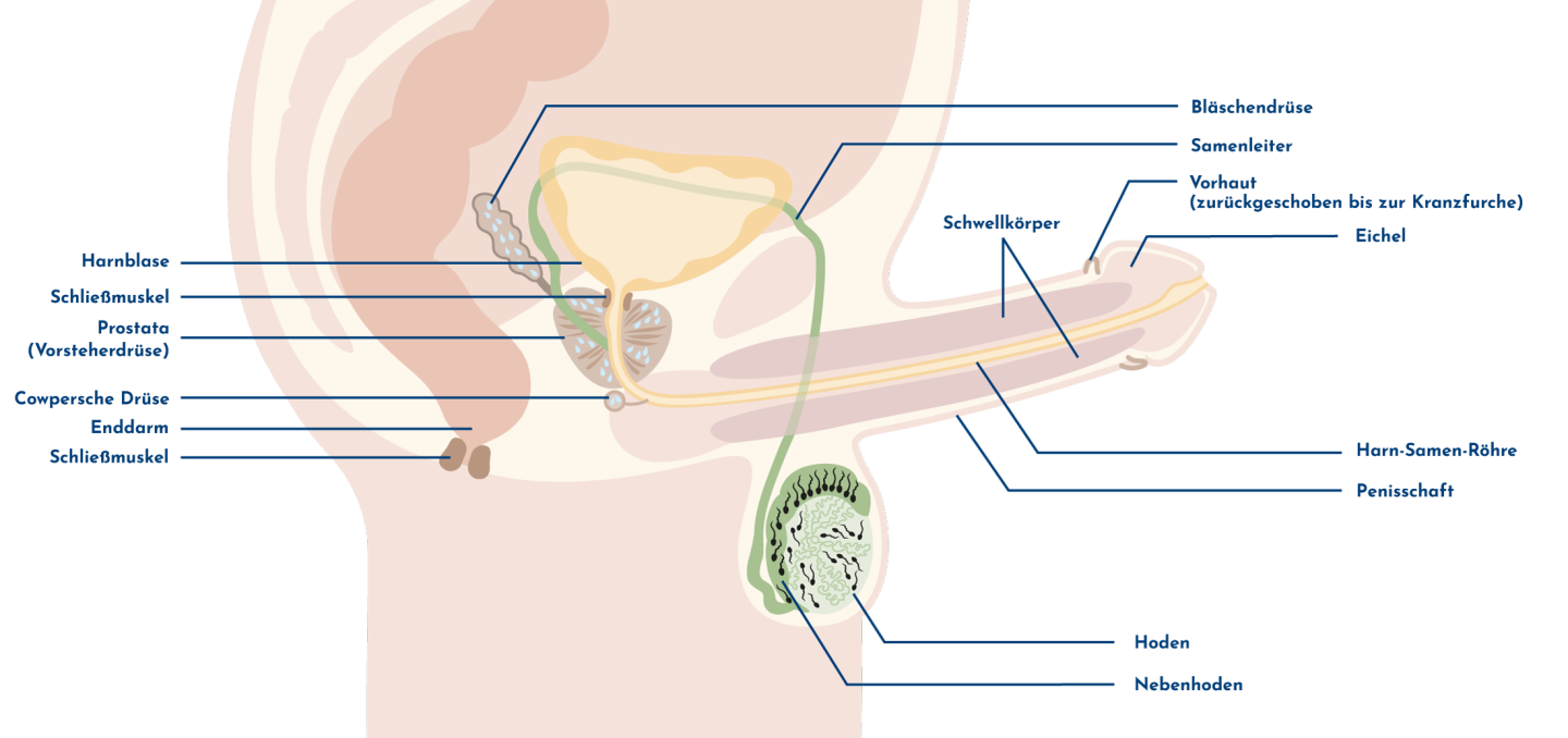 Illustration der männlichen Geschlechtsorgane mit erigiertem Penis in Seitenansicht und Beschriftung der einzelnen Organe