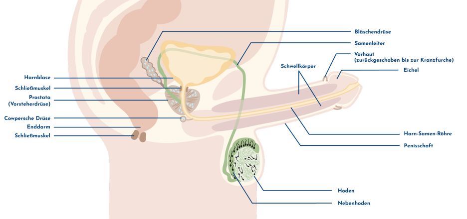 Illustration der männlichen Geschlechtsorgane mit erigiertem Penis in Seitenansicht und Beschriftung der einzelnen Strukturen