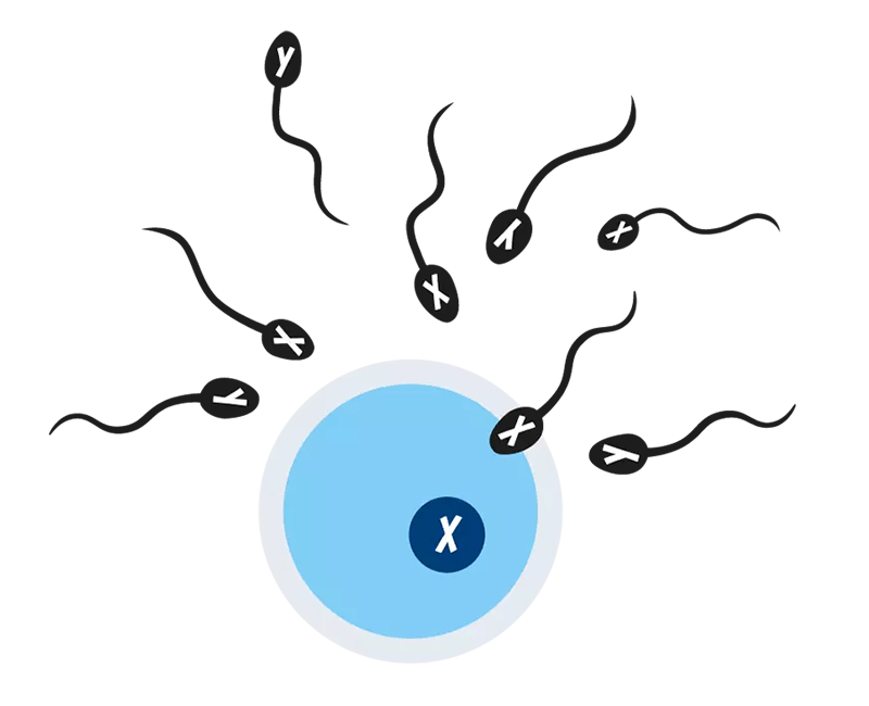 Illustration der Befruchtung einer Eizelle (X-Chromosom) durch eine Samenzelle (X-Chromosom), sowie weitere Samenzellen (X- oder Y-Chromosom)