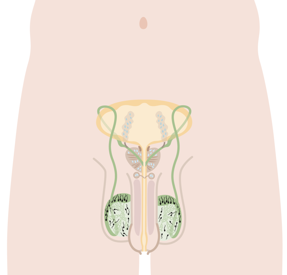 Illustration der inneren und äußeren männlichen Geschlechtsorgane in Frontalansicht ohne Beschriftung